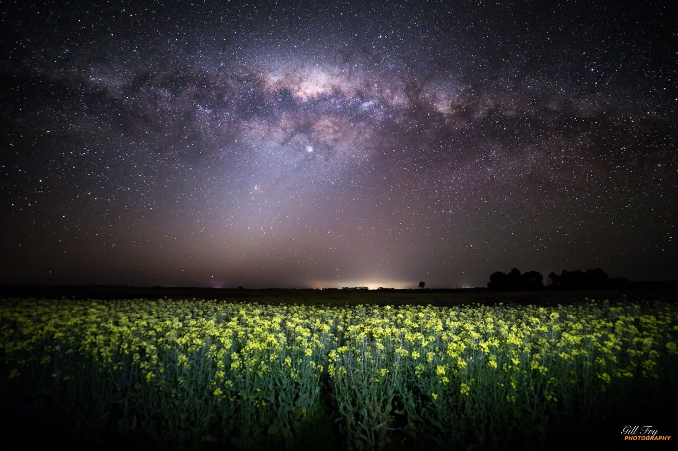 Milky Way over a canola crop