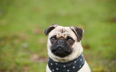 5 Of The Best Pads For Your Pooch
